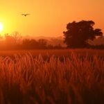 photography tips for beginners