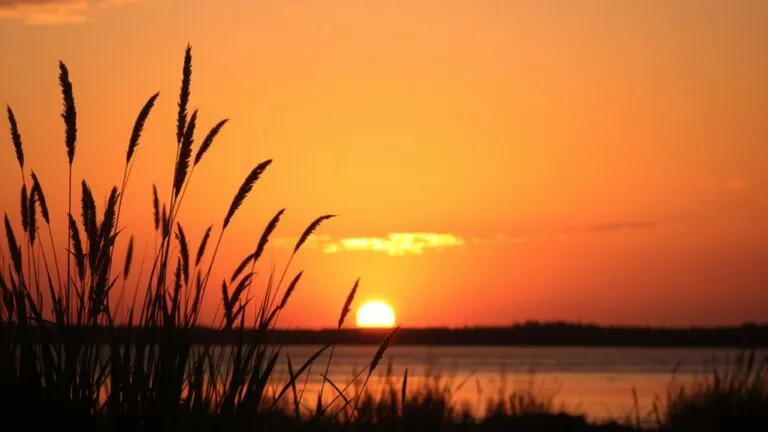signs of golden hour
